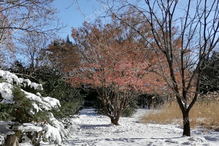 雪后的枫树，国家植物园宿根园